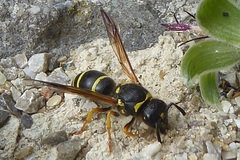Odynerus