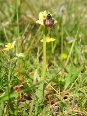 Ophrys bombyliflora