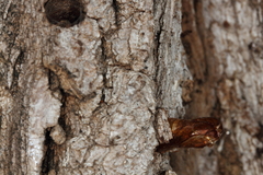 Eusphecia pimplaeformis