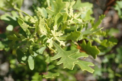 Morella quercifolia