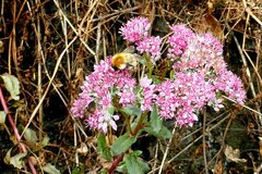 Hylotelephium telephium