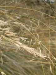 Chionochloa rigida rigida