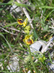 Ophrys sicula