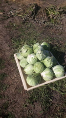 Brassica oleracea capitata