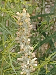 Pterocaulon