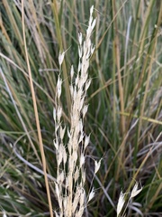 Chionochloa rigida rigida