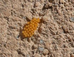 Coccinella septempunctata