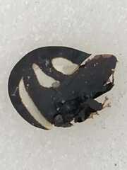 Membracis foliatafasciata