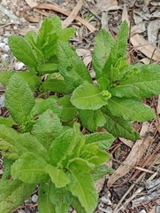 Pterocaulon polystachyum