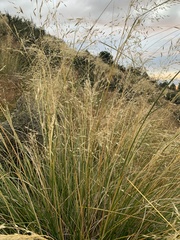 Chionochloa rigida rigida