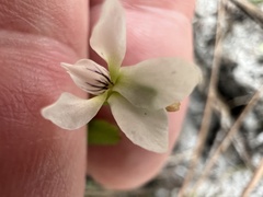 Viola vittata