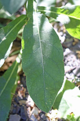 Verbascum thapsus thapsus