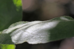 Verbascum thapsus thapsus
