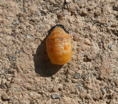 Coccinella septempunctata