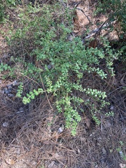 Vaccinium myrsinites