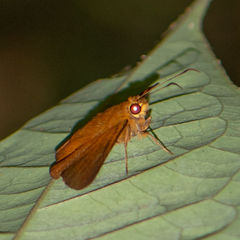 Nicephellus nicephorus