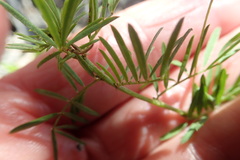 Indigofera verrucosa