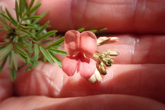 Indigofera verrucosa