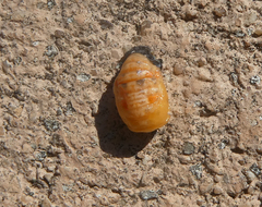 Coccinella septempunctata