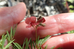 Indigofera verrucosa