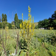 Verbascum densiflorum