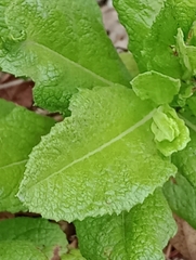 Pterocaulon polystachyum