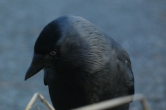 Corvus monedula