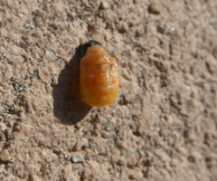 Coccinella septempunctata