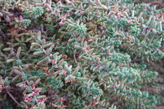 Suaeda maritima