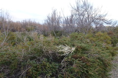 Suaeda maritima