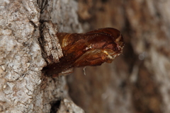 Eusphecia pimplaeformis