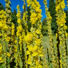 Verbascum densiflorum