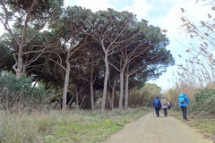 Pinus pinea