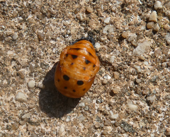 Coccinella septempunctata
