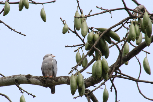 Lizard Buzzard