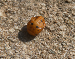 Coccinella septempunctata