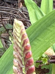 Chasmanthe floribunda