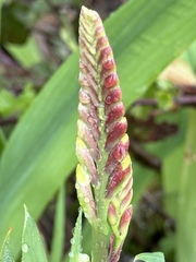 Chasmanthe floribunda