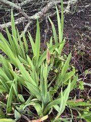 Chasmanthe floribunda