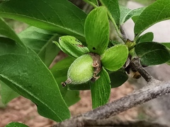 Diospyros cathayensis