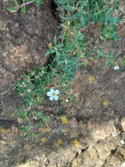 Frankenia ericifolia