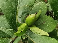 Diospyros cathayensis