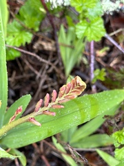 Chasmanthe floribunda