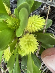 Polygala nana