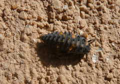 Coccinella septempunctata
