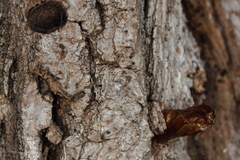 Eusphecia pimplaeformis
