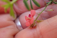 Indigofera priorii