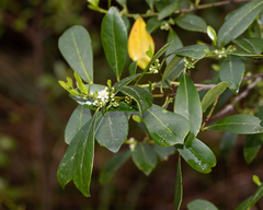Ilex coriacea