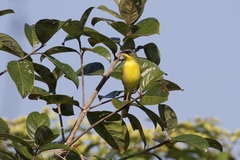 Geothlypis poliocephala