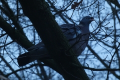 Columba palumbus